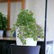 24-Pack: Maidenhair Fern Bush with 23 Fronds, 23" Wide, Floral Home by Artificial Flowers
